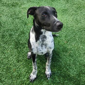 Scout -  German Shorthaired Pointer Dog for Adoption in Brockton, Massachusetts - Scout | PetCurious