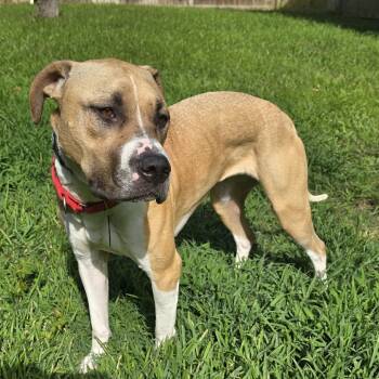 Rescue Pit Bull Terrier Dogs for Adoption in Dallas, Texas - Charlie | PetCurious