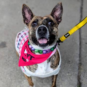 Mixed Breed Dogs Available for Adoption - Truly Scrumptious | PetCurious