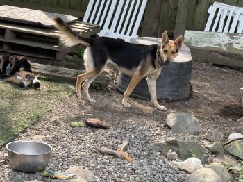 Daisy -  German Shepherd Dog Dog for Adoption in Pleasant Valley, New York - Daisy | PetCurious