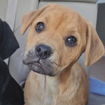 Shepherd and Boxer Dogs Available for Adoption - Chase | PetCurious
