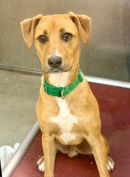 Scrappy -  Hound and Terrier Dog for Adoption in Columbia, Illinois - Scrappy | PetCurious