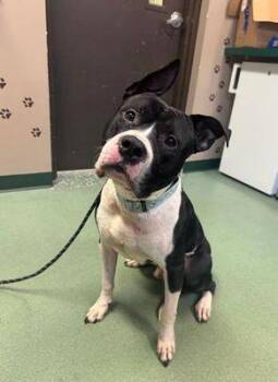 Rescue Pit Bull Terrier Dogs for Adoption in Williamsport, Pennsylvania - Zeus Clay | PetCurious