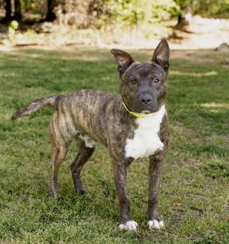 Mixed Breed Dogs Available for Adoption in Durham, North Carolina - Donkey | PetCurious