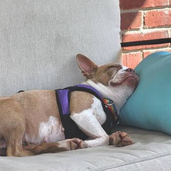 June Bug -  Boston Terrier Dog for Adoption in Sinking Spring, Pennsylvania - June Bug | PetCurious