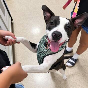 Tacolandia -  Pit Bull Terrier and Staffordshire Bull Terrier Dog for Adoption in Fresno, California - Tacolandia | PetCurious