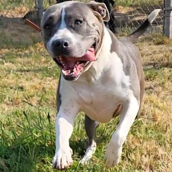 Big Girl (BG) -  Pit Bull Terrier Dog for Adoption in Rockdale, Texas - Big Girl (BG) | PetCurious