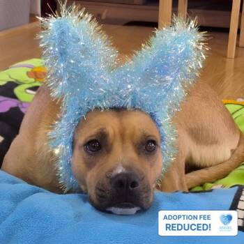 Maggie -  Pit Bull Terrier Dog for Adoption in Naperville, Illinois - Maggie | PetCurious