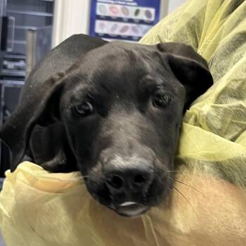 Lilly -  Mixed Breed Dog for Adoption in Marble, North Carolina - Lilly | PetCurious