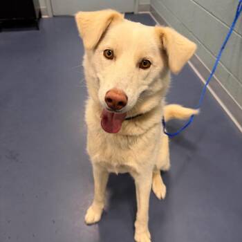 Husky and Mixed Breed Dogs Available for Adoption in Greensboro, North Carolina - Kyomi | PetCurious