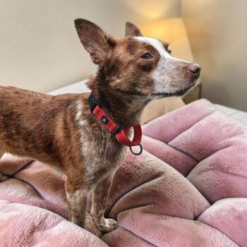 Rosie -  Australian Cattle Dog Blue Heeler Dog for Adoption in Lexington, Kentucky - Rosie | PetCurious