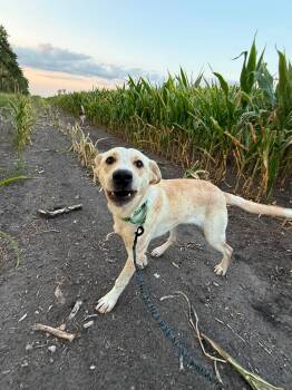 Lennie -  Labrador Retriever Dog for Adoption in Grand Forks, North Dakota - Lennie | PetCurious