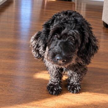 Ziggy -  Dachshund and Poodle Dog for Adoption in Warrior, Alabama - Ziggy | PetCurious