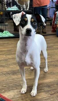 Rescue Terrier and Chihuahua Dogs for Adoption in Troy, Alabama - Sprinkle | PetCurious