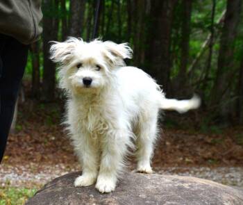 Stormy -  Maltese and Poodle Dog for Adoption in Willingboro, New Jersey - Stormy | PetCurious