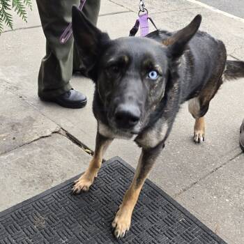 Rescue German Shepherd Dog and Siberian Husky Dogs for Adoption in Newark, New Jersey - Princess | PetCurious