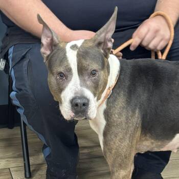 Remi -  Pit Bull Terrier Dog for Adoption in Newark, New Jersey - Remi | PetCurious