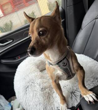 Chihuahua and Mixed Breed Dogs Available for Adoption - Benji Sr | PetCurious