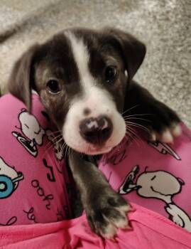 American Bulldog and Mixed Breed Dogs Available for Adoption - Elroy | PetCurious