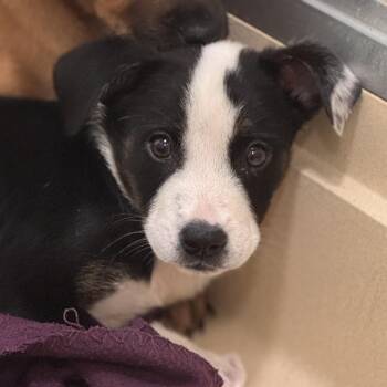 Greg -  Retriever Dog for Adoption in Pawleys Island, South Carolina - Greg | PetCurious
