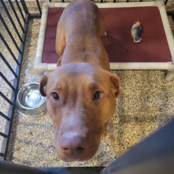 Rescue American Staffordshire Terrier Dogs for Adoption in Tipton, Indiana - STACEY | PetCurious