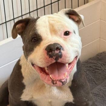 Pit Bull Terrier Dogs Available for Adoption in Los Angeles, California - Mikaela (Shriffrin) | PetCurious