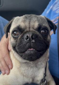 Pug Dogs Available for Adoption in Broomfield, Colorado - Cotenstame / Benji | PetCurious