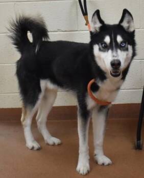 Rescue Siberian Husky Dogs for Adoption in Spanish Fork, Utah - Oso | PetCurious