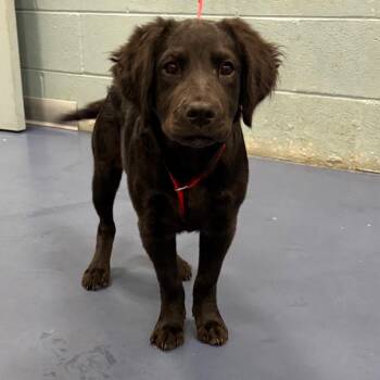 Lady -  Spaniel Dog for Adoption in Greensboro, North Carolina - Lady | PetCurious