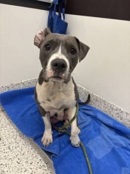 Rescue Pit Bull Terrier and Mixed Breed Dogs for Adoption in Atlanta, Georgia - Cheyenne | PetCurious