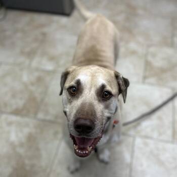 Freedom -  Labrador Retriever and Mixed Breed Dog for Adoption in Galveston, Texas - Freedom | PetCurious
