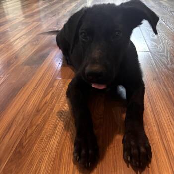 Rico -  Black Labrador Retriever Dog for Adoption - Rico | PetCurious