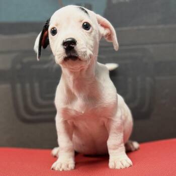 COLE - ARRIVING IN MAINE JULY 18TH -  Mixed Breed Dog for Adoption in Berwick, Maine - COLE - ARRIVING IN MAINE JULY 18TH | PetCurious