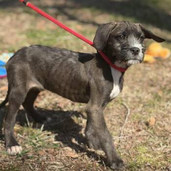 Schnauzer and Labrador Retriever Dogs Available for Adoption - Bilbo | PetCurious