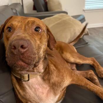 TYSON -  Mixed Breed and None Dog for Adoption in Quincy, Florida - TYSON | PetCurious