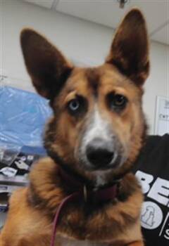 CINNAMON -  Siberian Husky and Mixed Breed Dog for Adoption in Albuquerque, New Mexico - CINNAMON | PetCurious