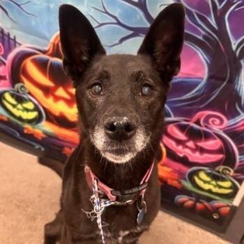 Rescue Mixed Breed Dogs for Adoption in Mentor, Ohio - Abbey | PetCurious