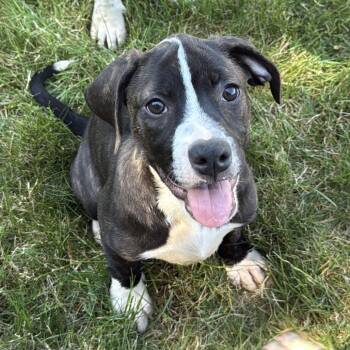 Hazel -  Pit Bull Terrier Dog for Adoption in Newberg, Oregon - Hazel | PetCurious