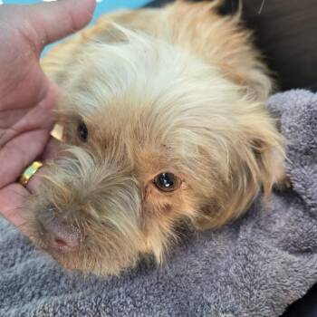 Dizzle -  Mixed Breed Dog for Adoption in Leander, Texas - Dizzle | PetCurious