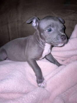 Rescue Pit Bull Terrier Dogs for Adoption in Woodland, California - Dlo, Tiny, Luna | PetCurious