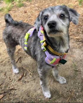Gwen -  Poodle and Pomeranian Dog for Adoption in Oxford, Michigan - Gwen | PetCurious