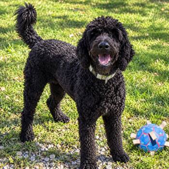 Delilah -  Standard Poodle Dog for Adoption in Plain City, Ohio - Delilah | PetCurious