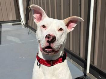 Zeus -  Labrador Retriever and Pit Bull Terrier Dog for Adoption in Seward, Nebraska - Zeus | PetCurious