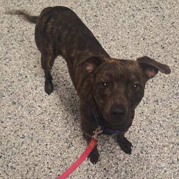 Terrier Dogs Available for Adoption in Birmingham, Alabama - Bernie | PetCurious