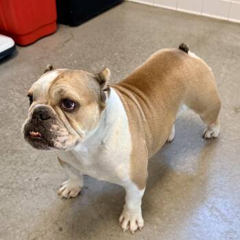 Ember -  English Bulldog Dog for Adoption in Rifle, Colorado - Ember | PetCurious