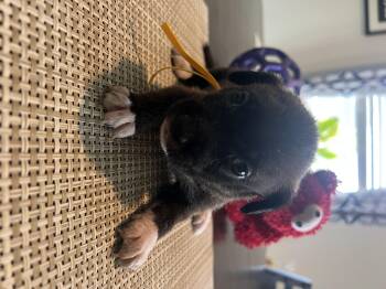 Pandora -  Chihuahua and Neapolitan Mastiff Dog for Adoption in Severance, Colorado - Pandora | PetCurious