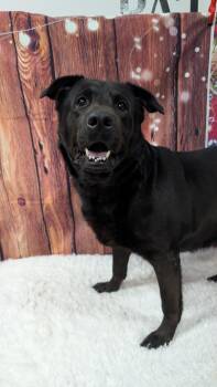 Rescue Black Labrador Retriever Dogs for Adoption in Sturgis, Michigan - Roscoe | PetCurious