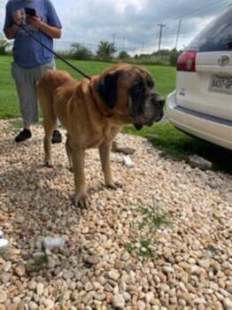 Chief -  Bullmastiff Dog for Adoption in Morristown, Tennessee - Chief | PetCurious