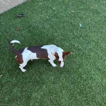 Aja -  Terrier Dog for Adoption in Lake Dallas, Texas - Aja | PetCurious