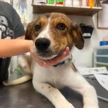 Zeellix -  Mixed Breed Dog for Adoption in Fredericksburg, Virginia - Zeellix | PetCurious